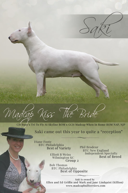 MADCAP BULL TERRIERS - Home